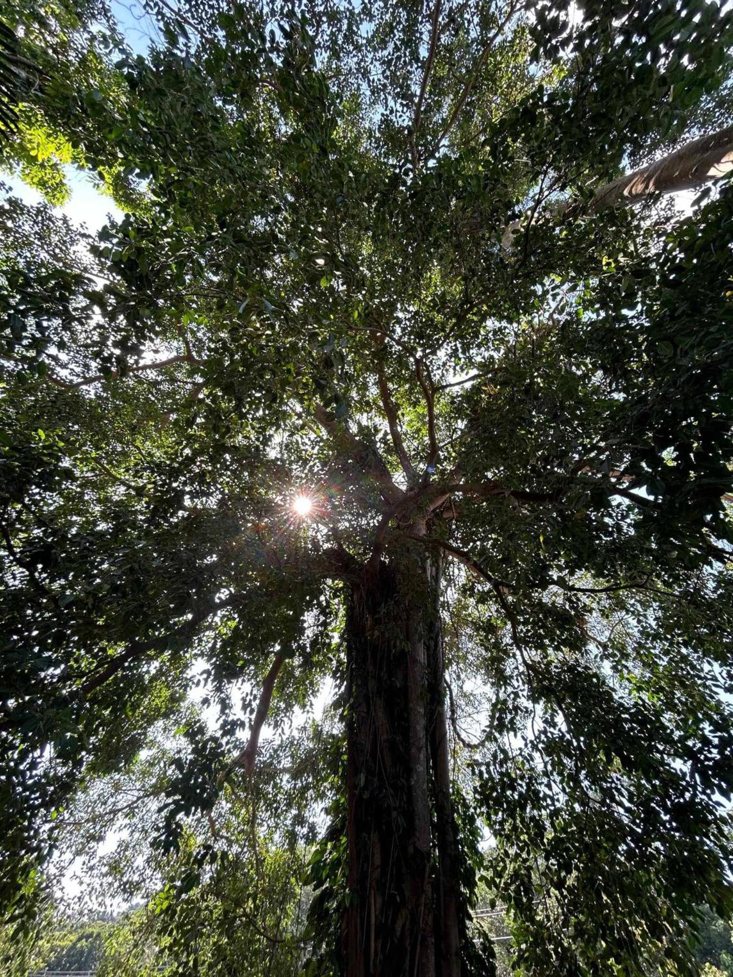 Отель Grand Tree Ко Чанг Экстерьер фото